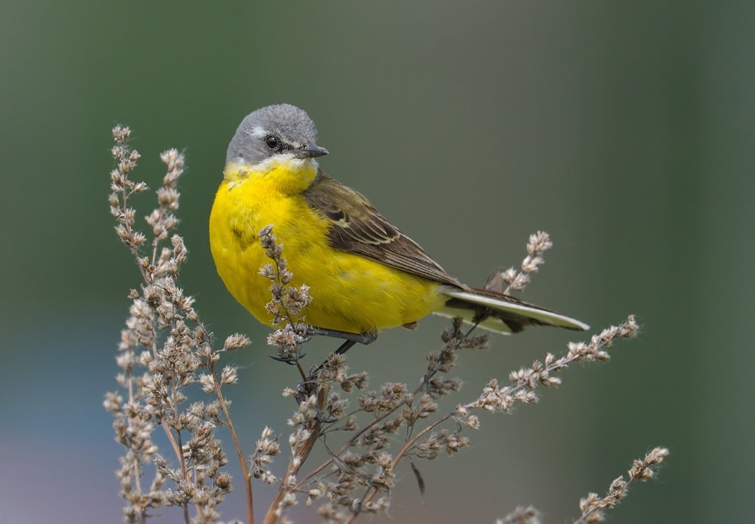 Птичка с жёлтой грудкой
