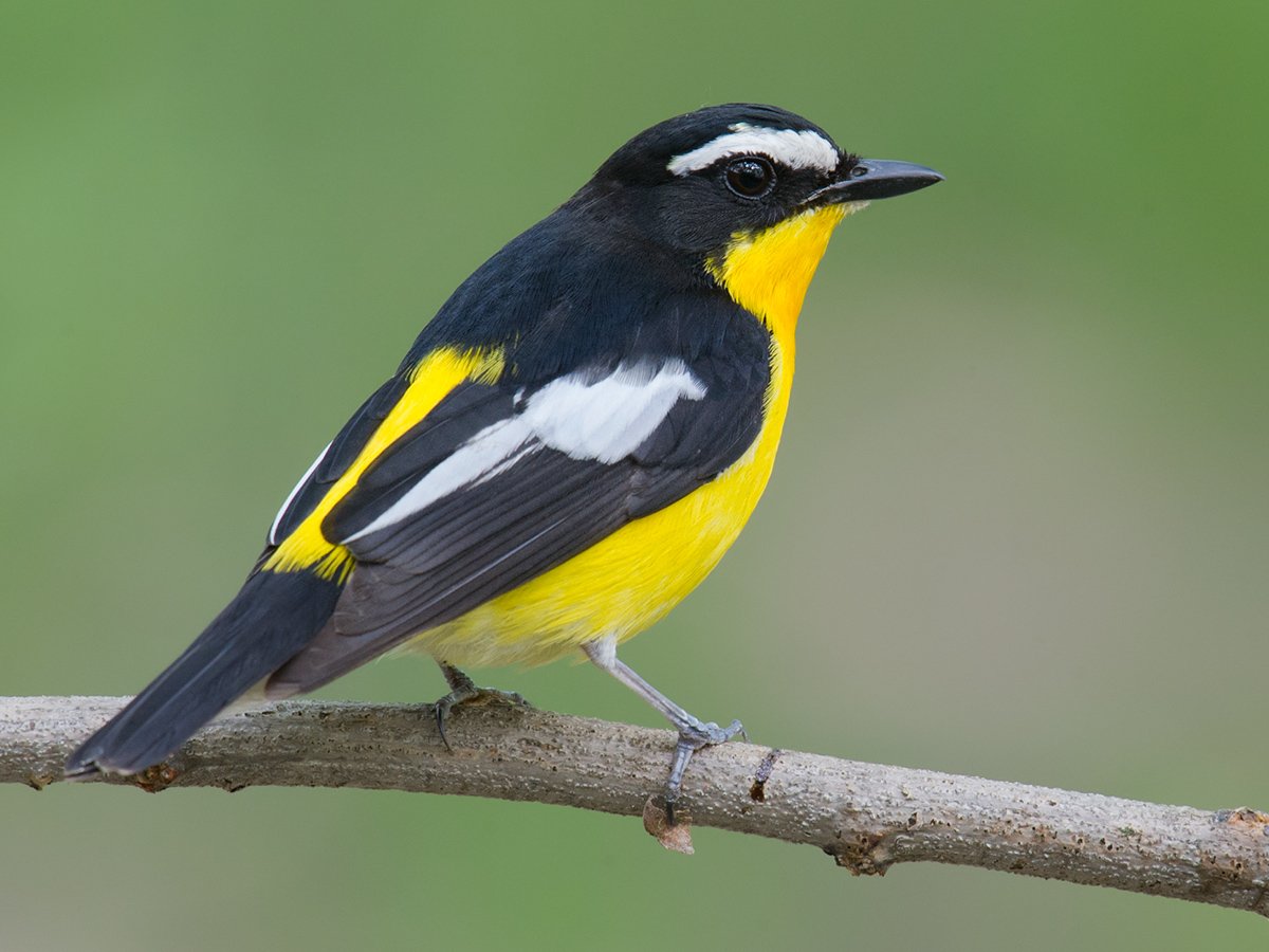 Красно бело черно желтая птица