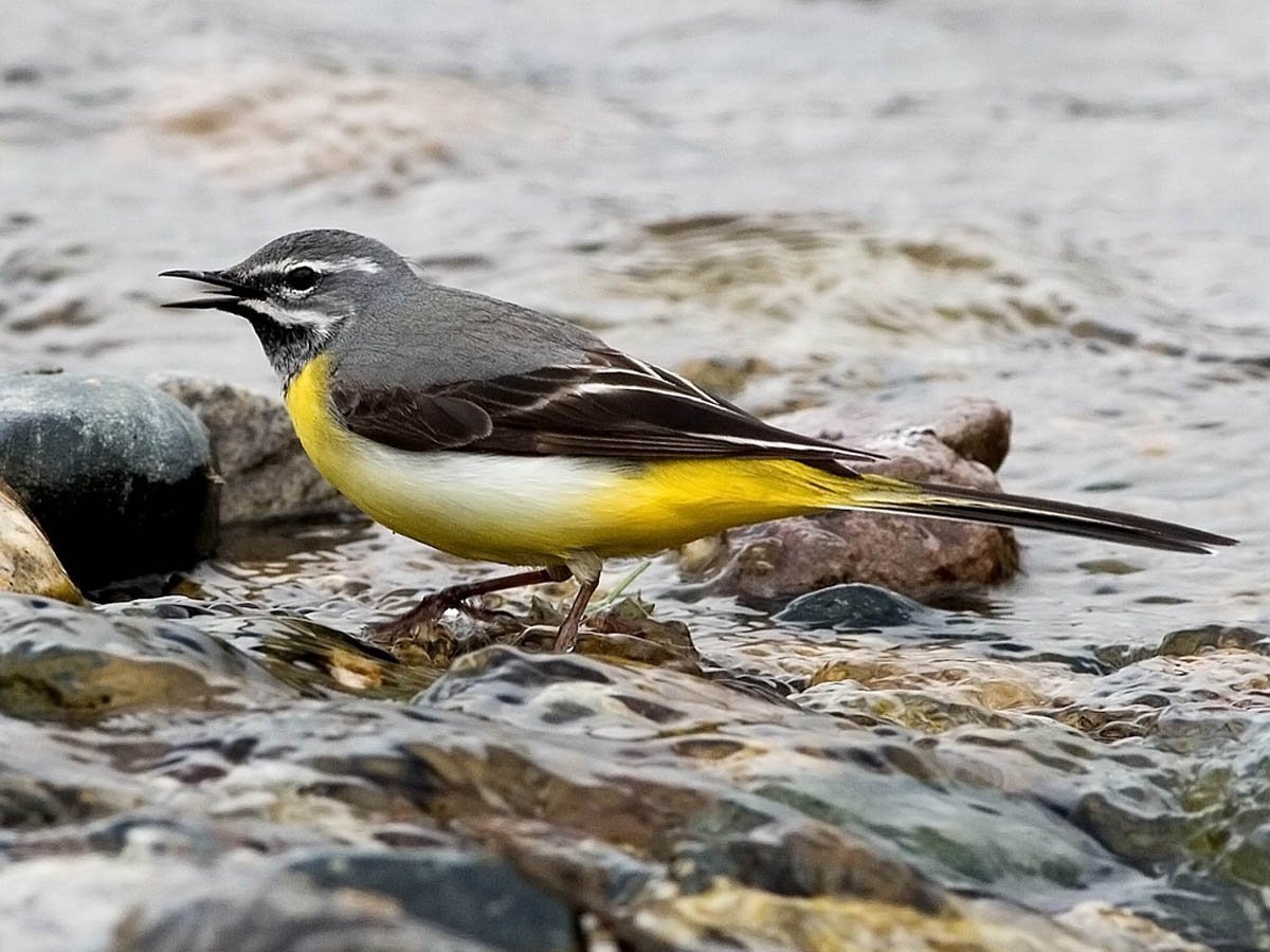 Горная трясогузка самка