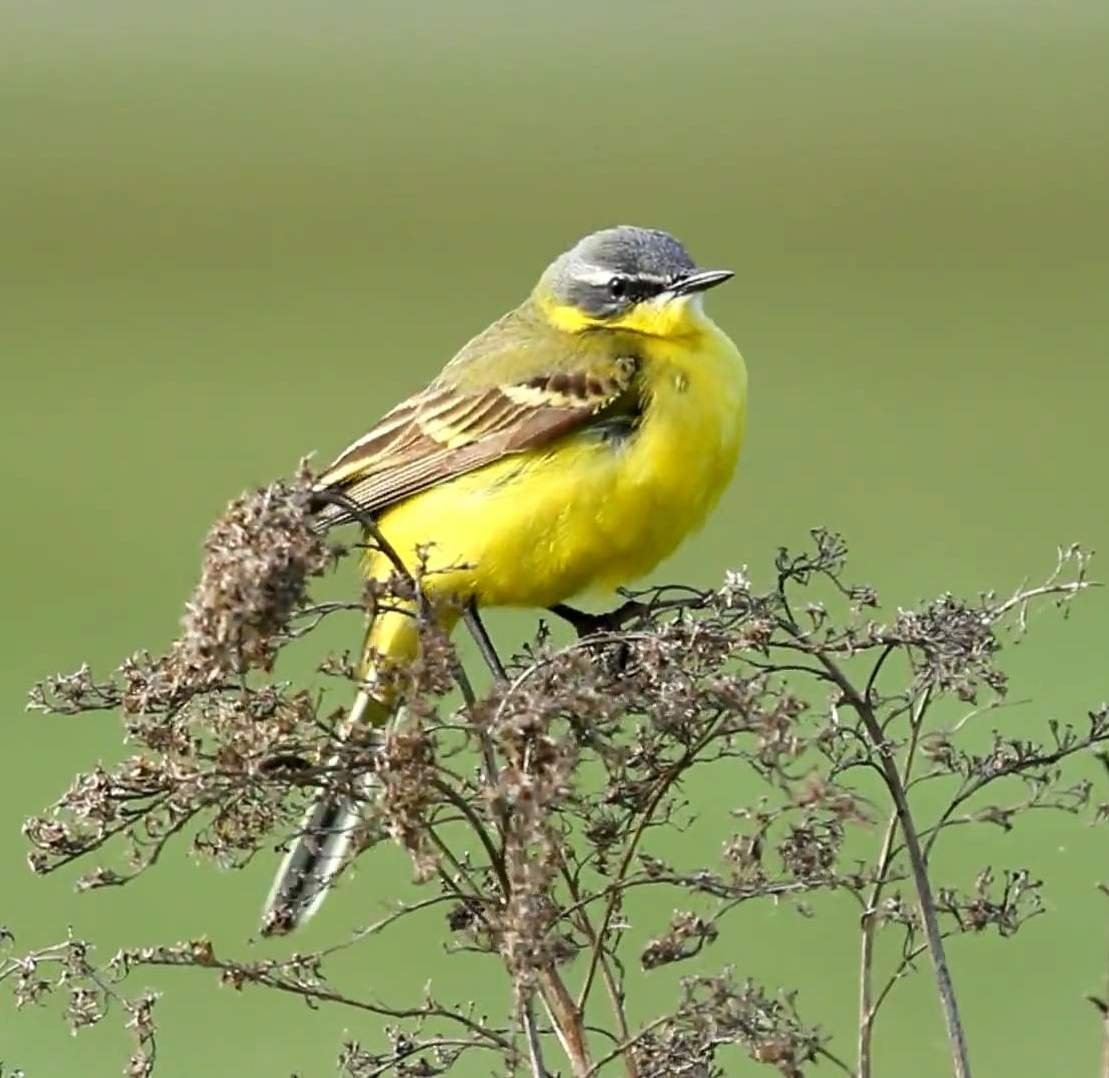 Трясогузка Иволга
