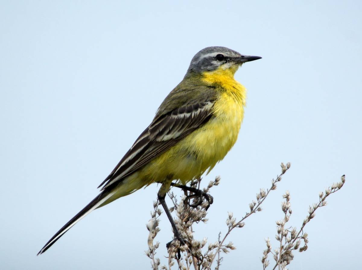 Жёлтая трясогузка Сибири