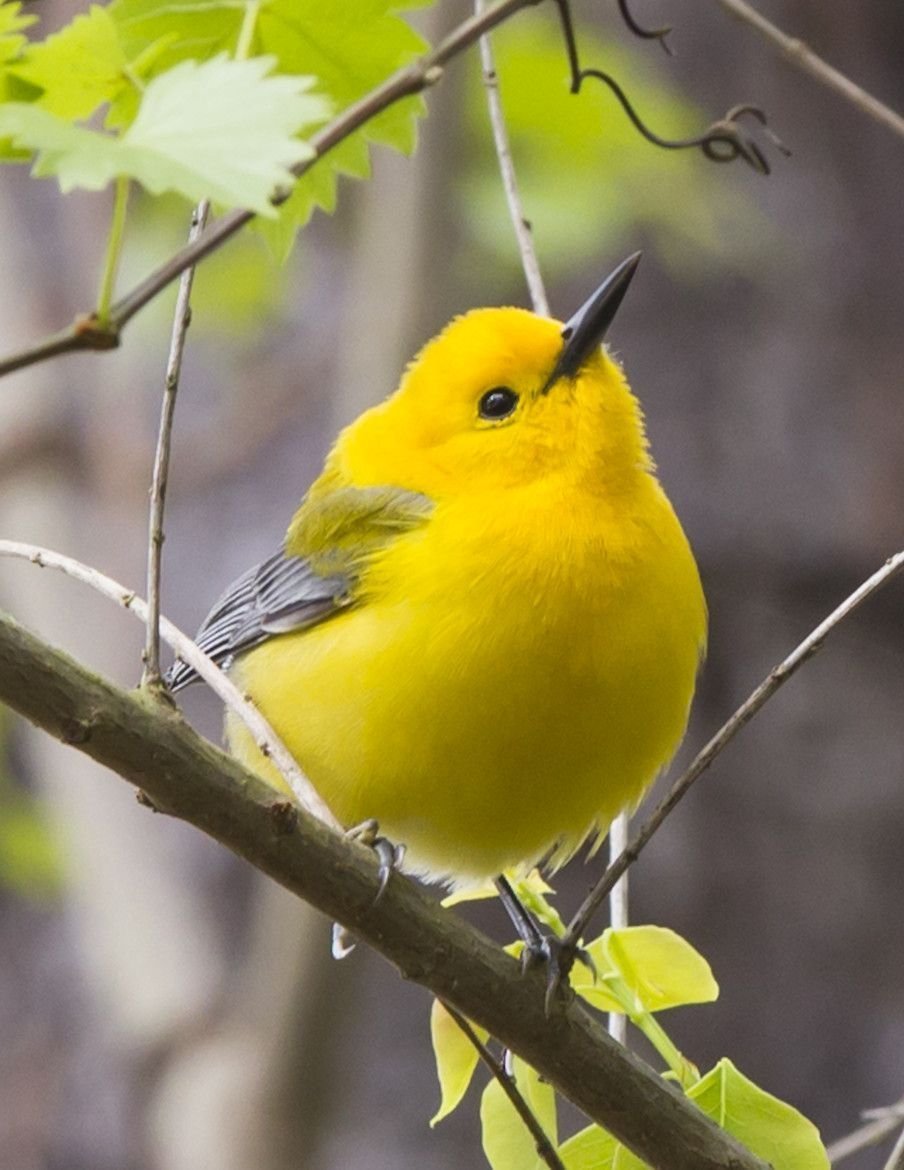 Prothonotary Warbler