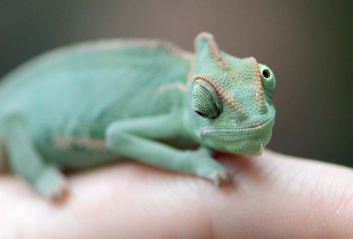 Хамелеон смешной