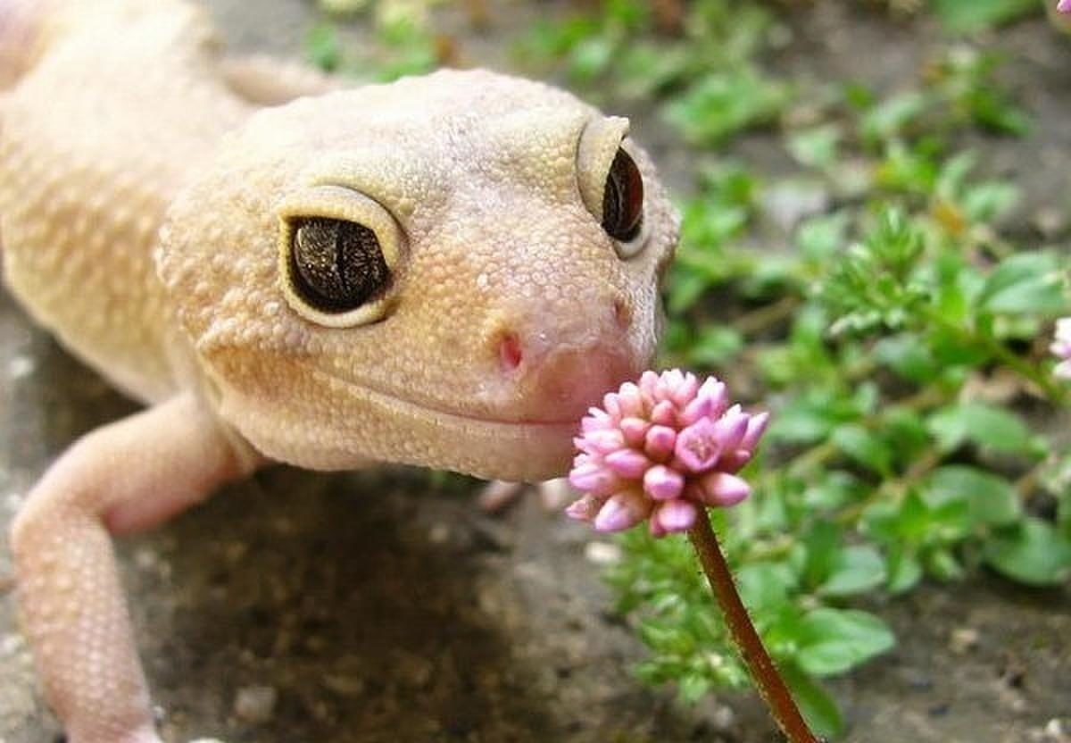 Ящерица геккон эублефар