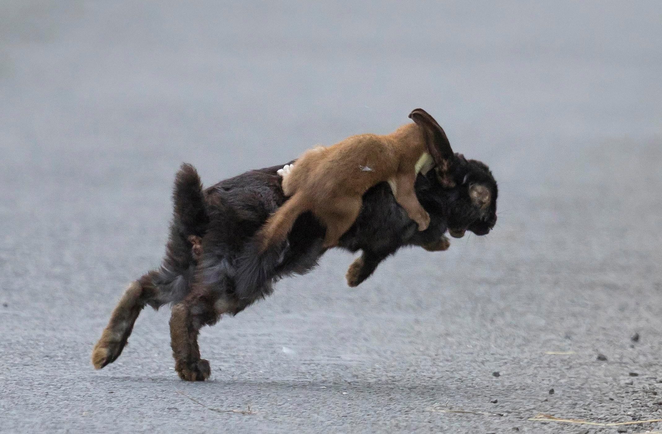 Животное душила. Кот нападает. Ласка нападает на кроликов. Горностай охотится на кролика.