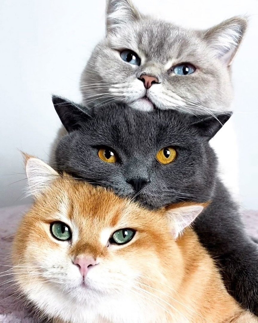 Three Cats