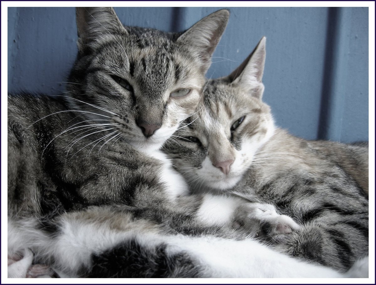 Кот и кошка вместе