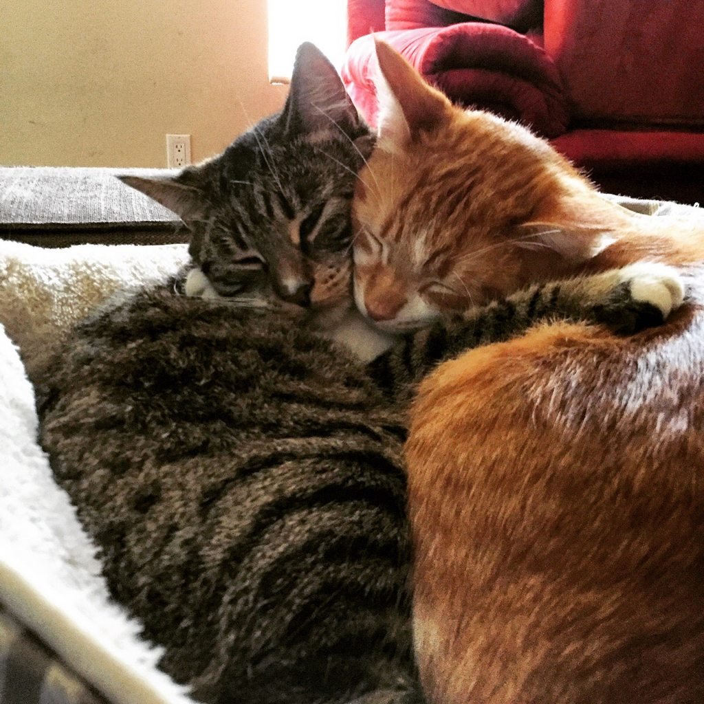 Кот обнимает кошечку