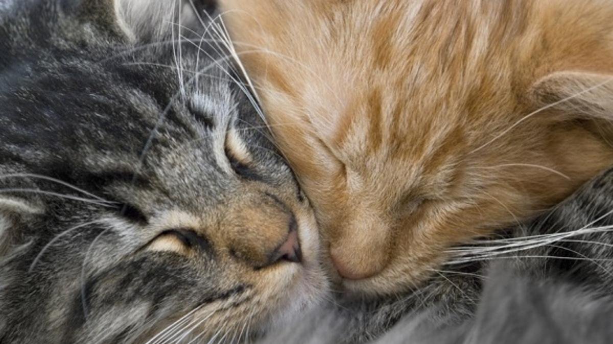 Рыжий и серый коты