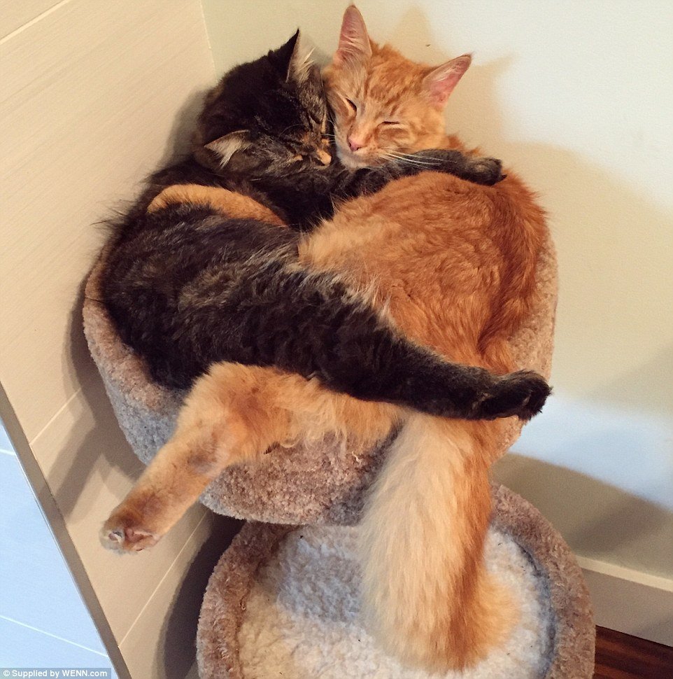 Рыжий кот обнимашки