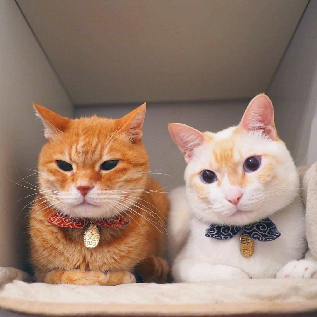 Котики рыжие с белым