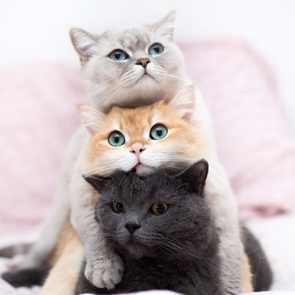 Котики вместе