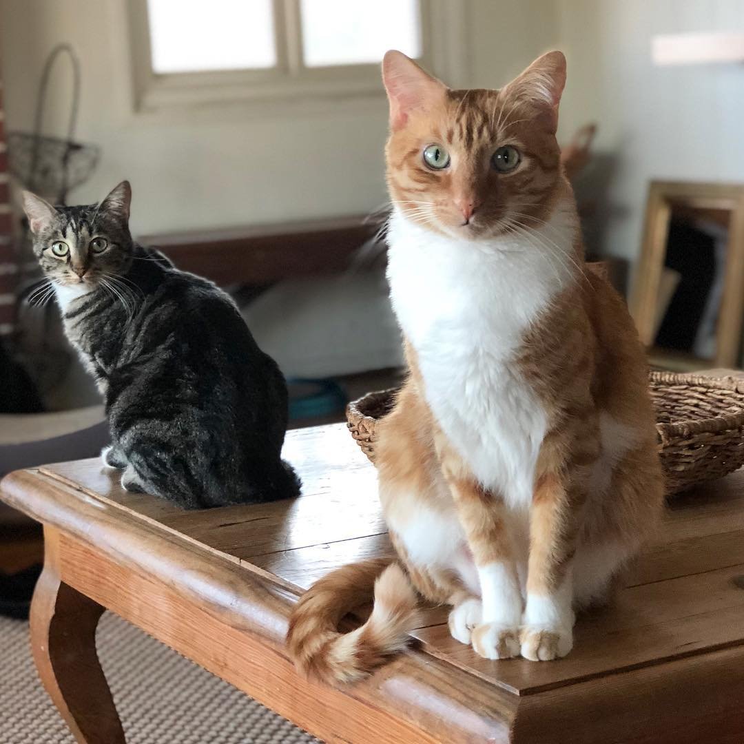 История про кота