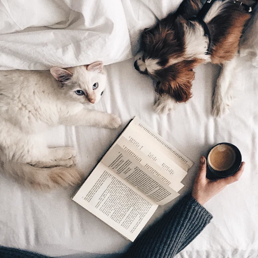 Эстетика книг и кота