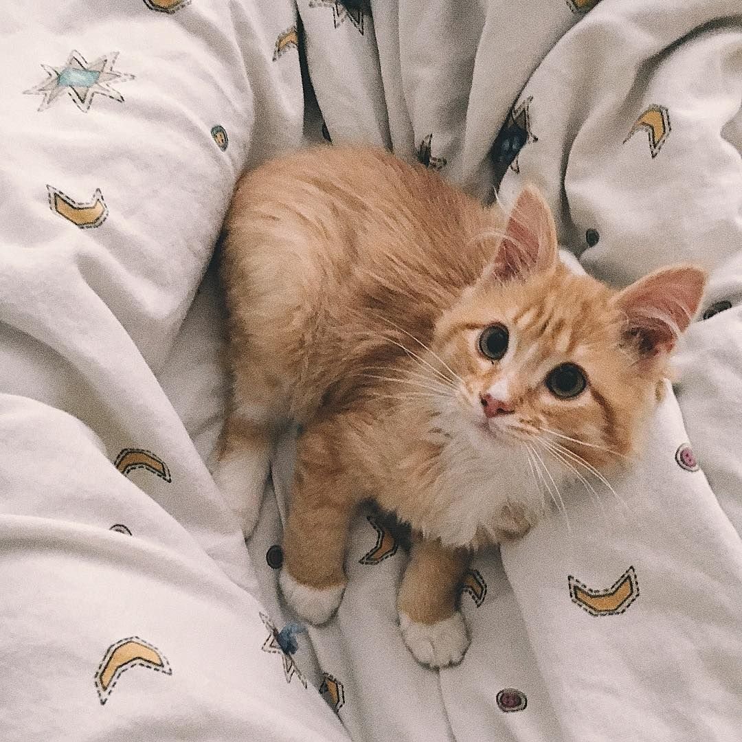 Котики Эстетика