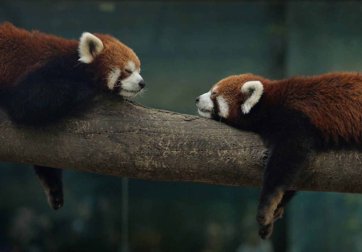 Красная китайская Панда