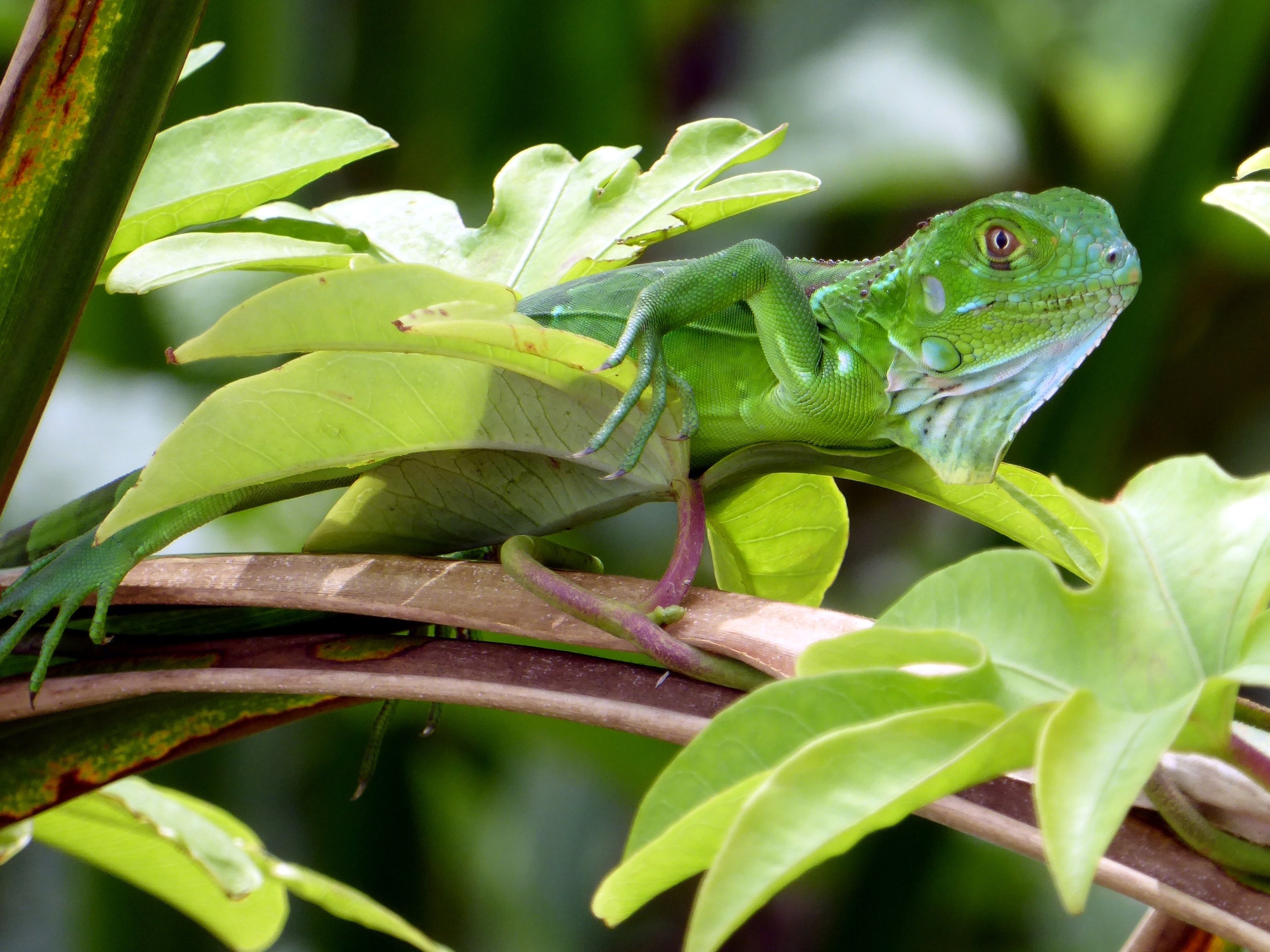 Лягушка хамелеон. Игуана тропики. Игуана Коста Рика. Игуана Лесная.