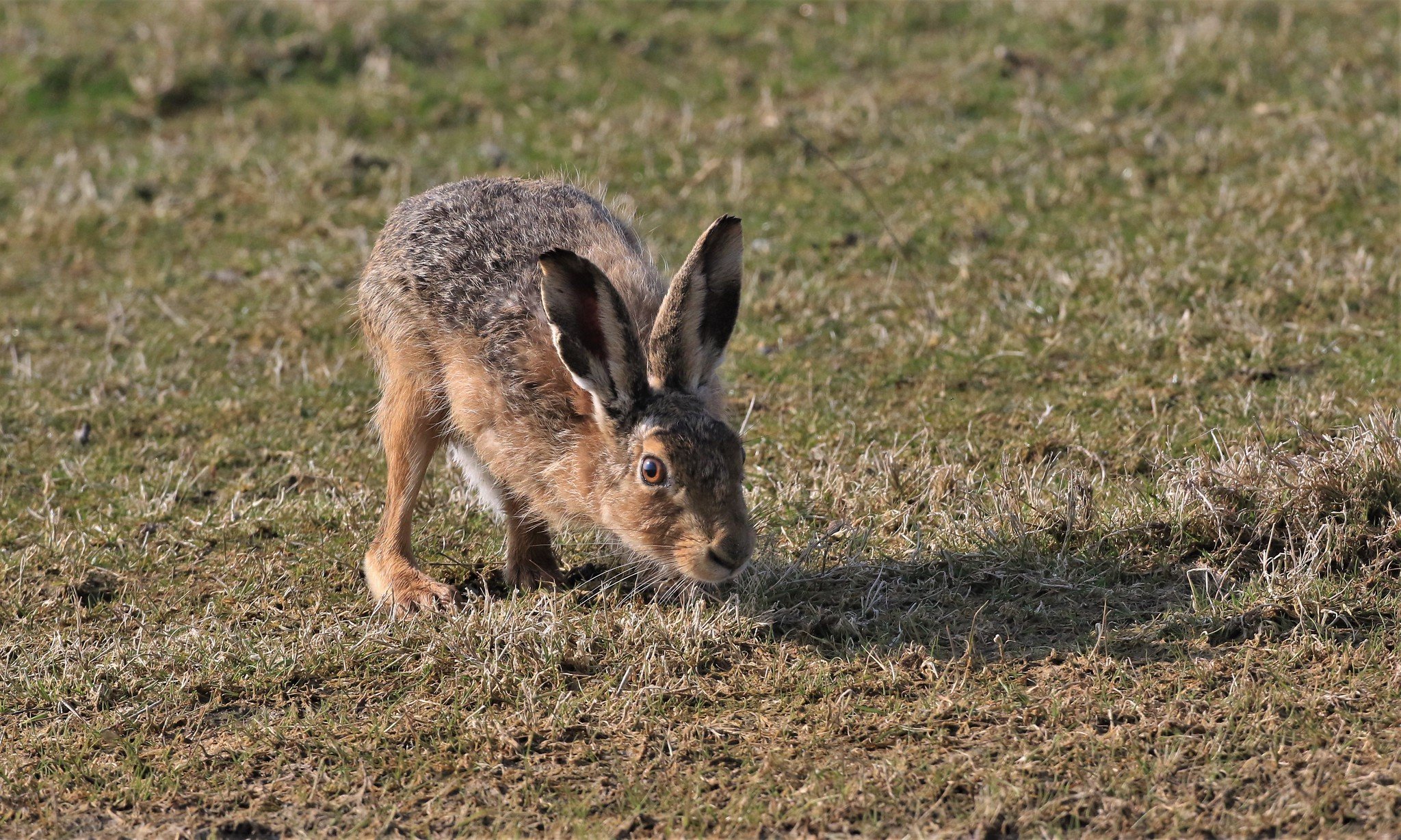 У зайца русака глаза. Заяц Русак в Оренбургской области. Способ размножения зайца русака. Внешний вид зайца из степи. Заяц Русак фото для сканворда.