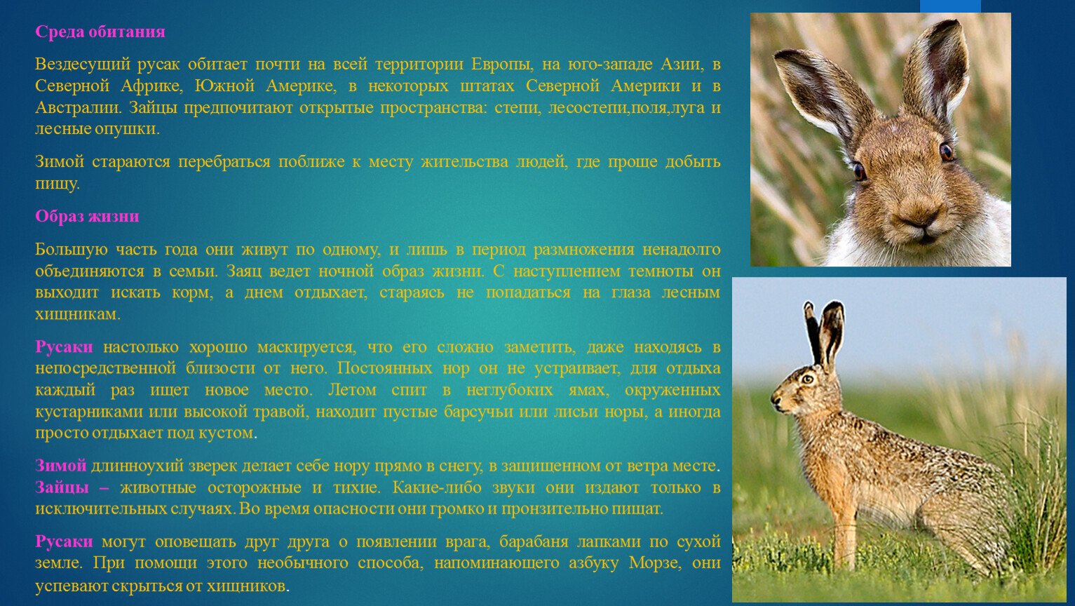 В какой природной зоне обитает заяц. Среда обитания зайца русака и беляка. Заяц Беляк среда обитания. Зайцеобразные среда обитания. Образ жизни зайца.