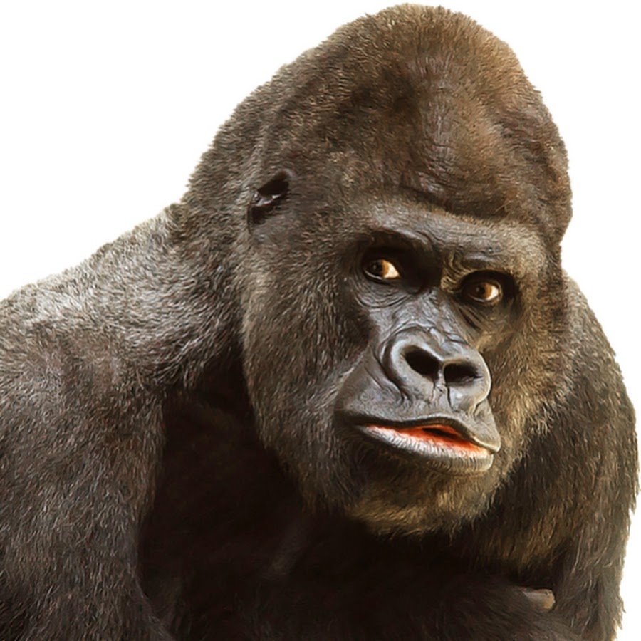 Горилла в профиль