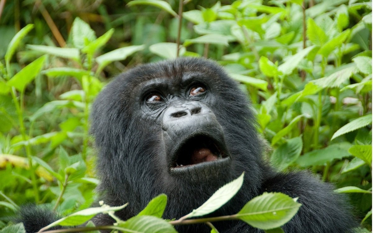 Удивленная горилла
