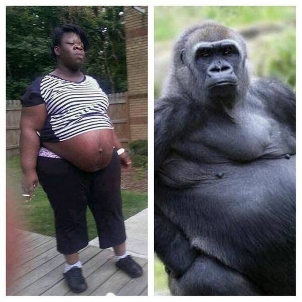 Koko the Gorilla memes niggers