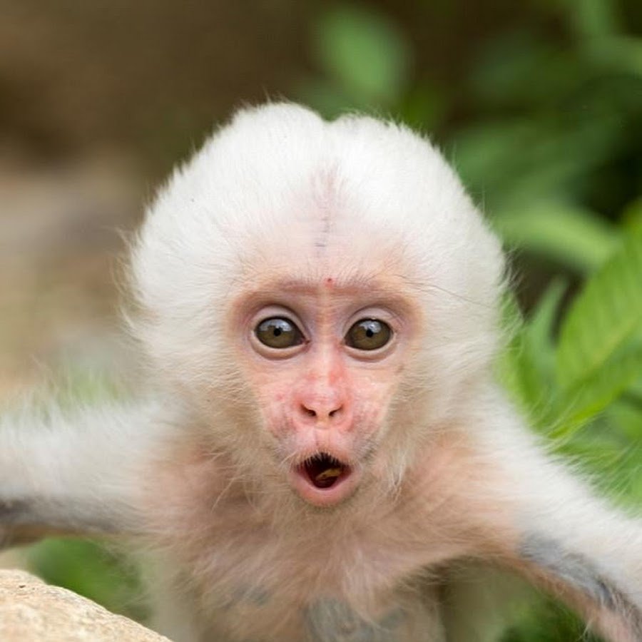 Белая обезьяна