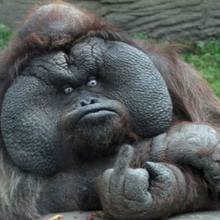 Горилла с факом