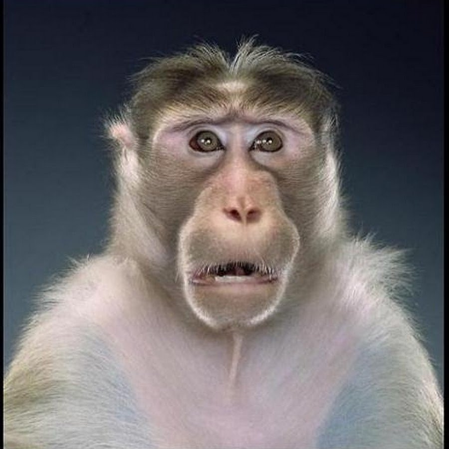 Озадаченная обезьяна