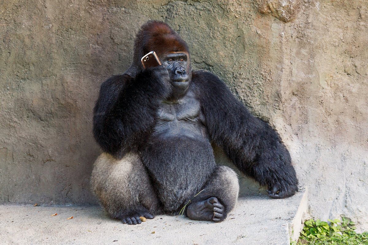 Горилла молится