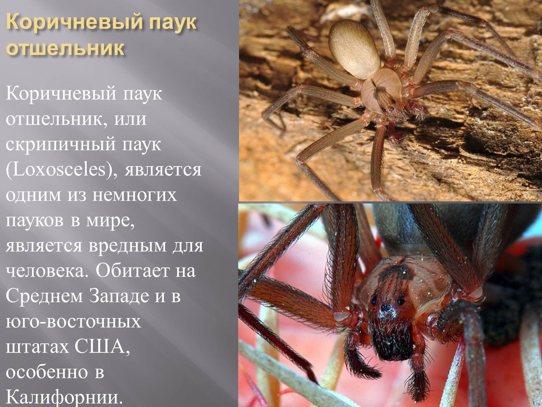 Самые самые паукообразные. Паук отшельник. Локсосцелизм паук отшельник. Самый опасный ядовитый паук в мире. Домовой паук отшельник.