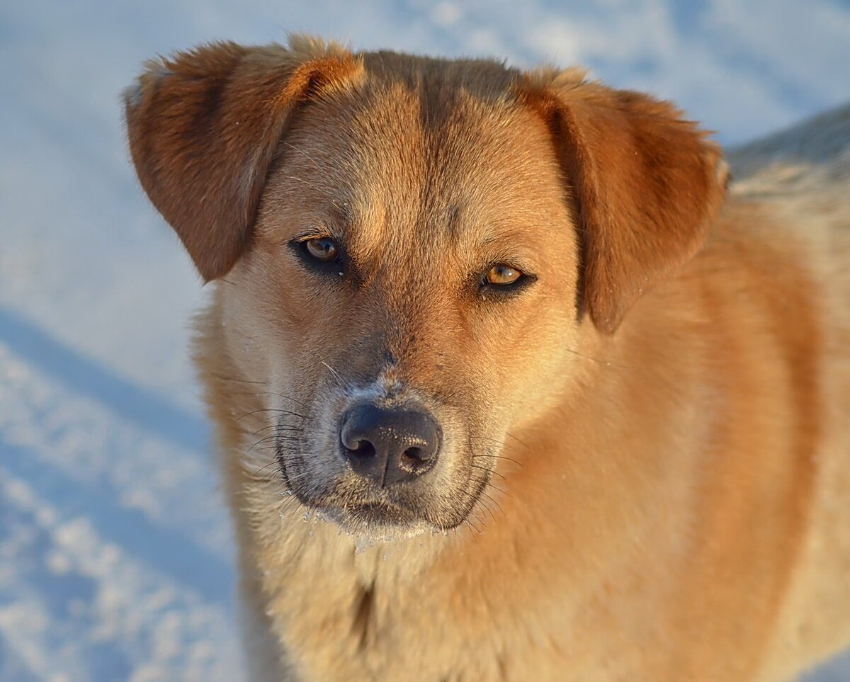 Беспородная собака дворняжка