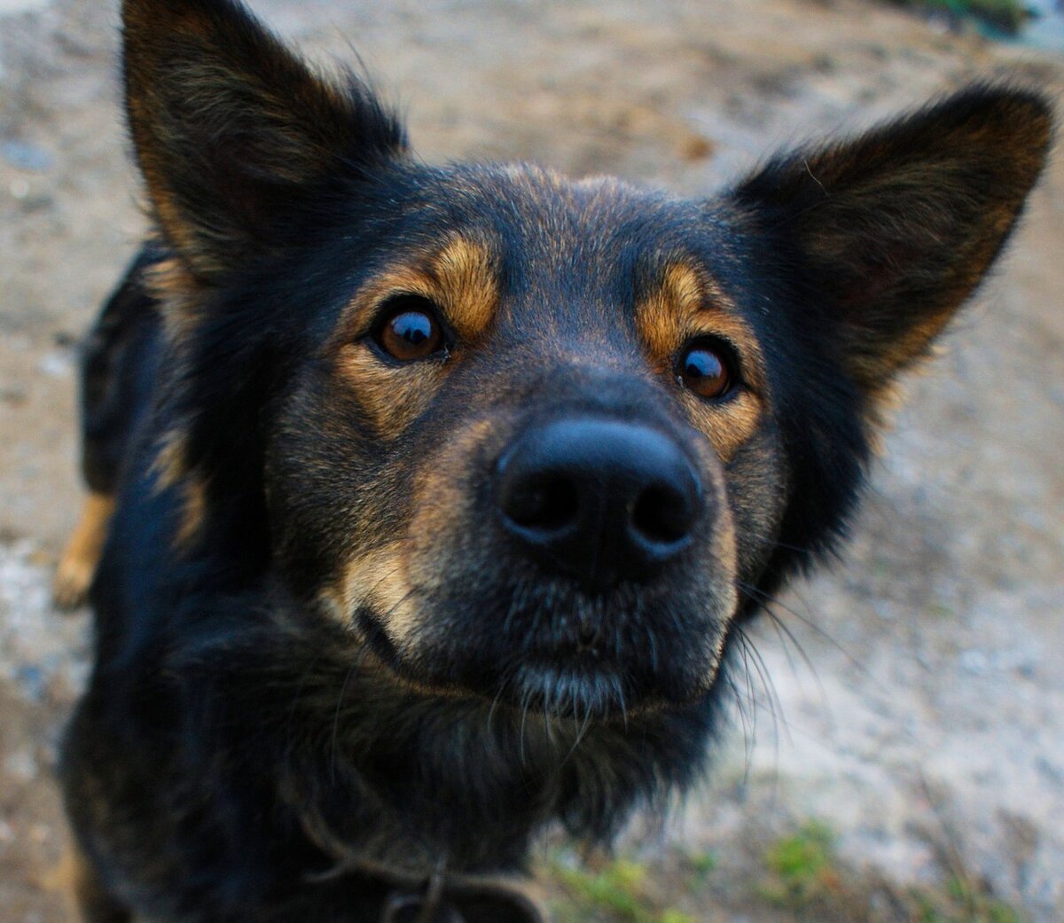 Беспородный пес