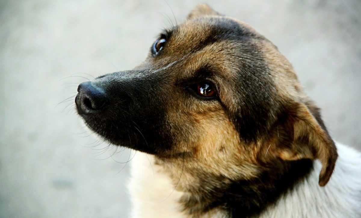 Двортерьер собака