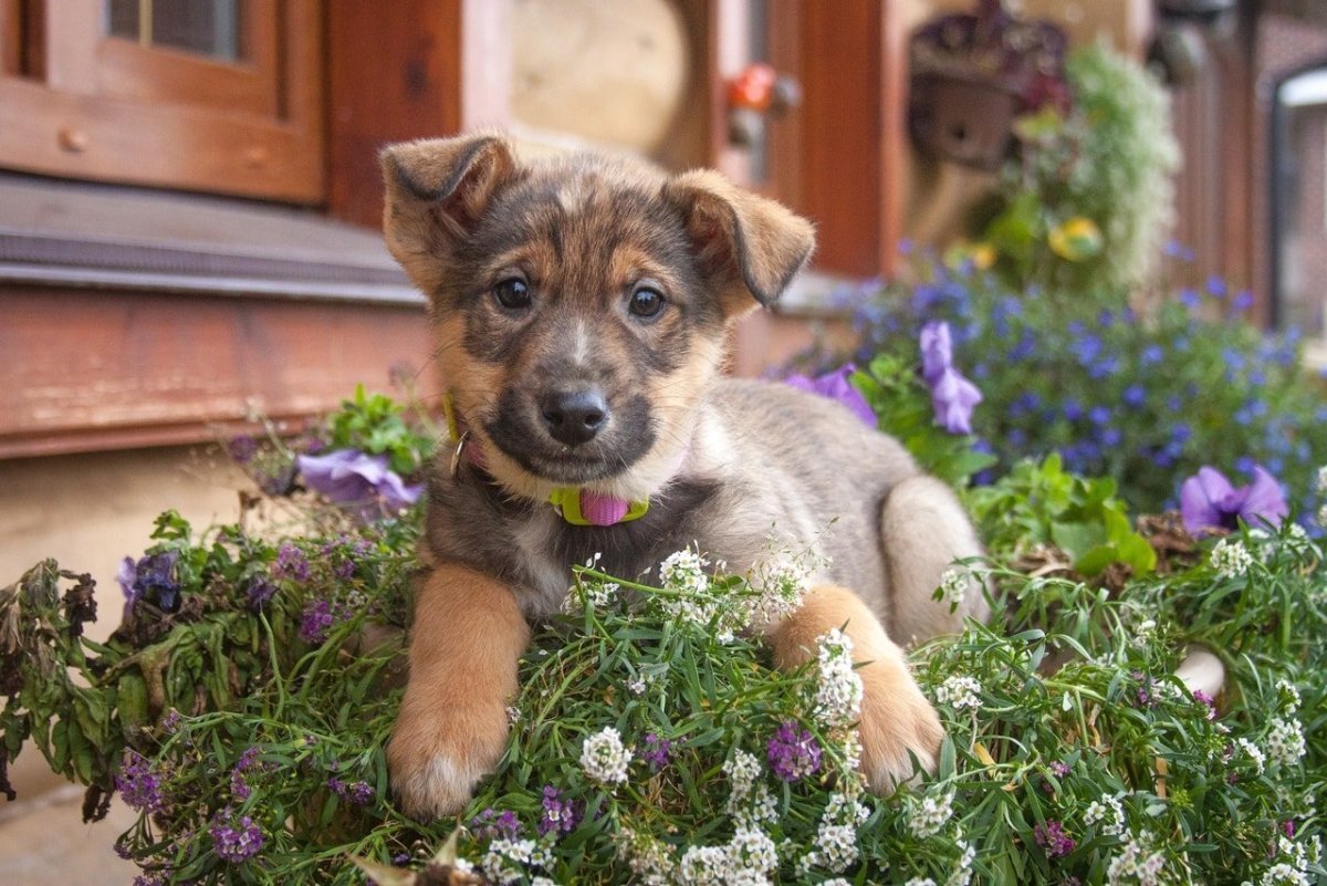 Щенки дворняжки