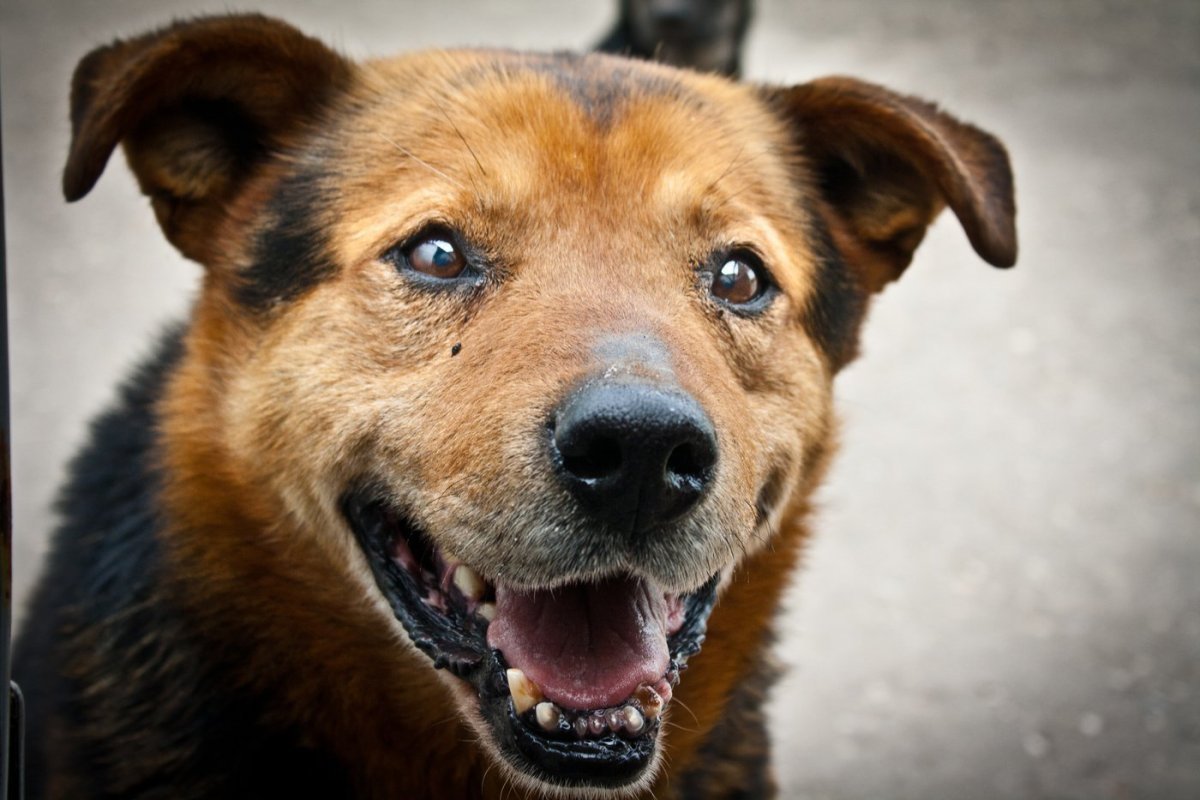 Злая дворняга