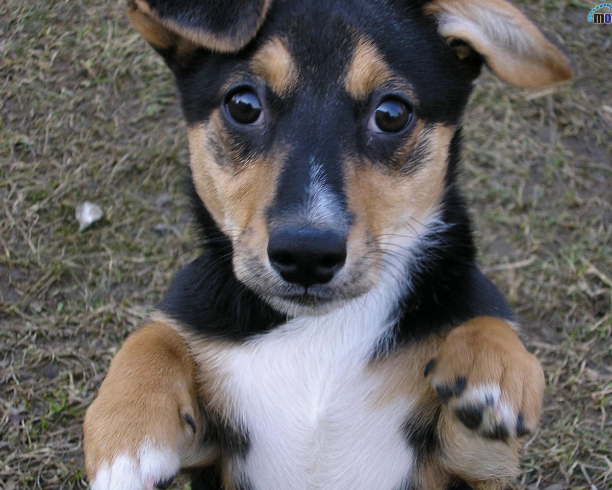 Маленькая собачка дворняжка беспородная собака