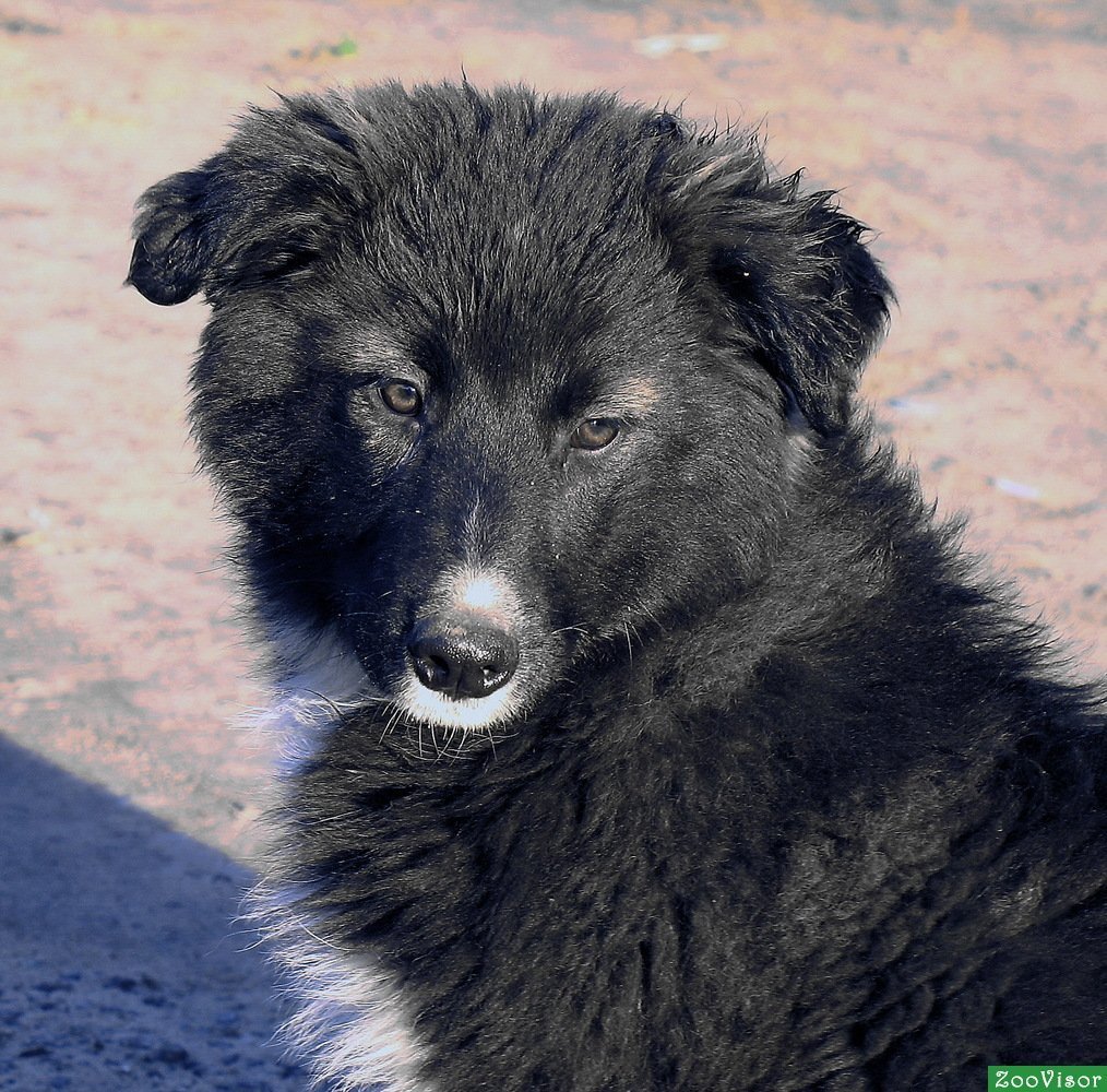 Черная пушистая собака дворняга