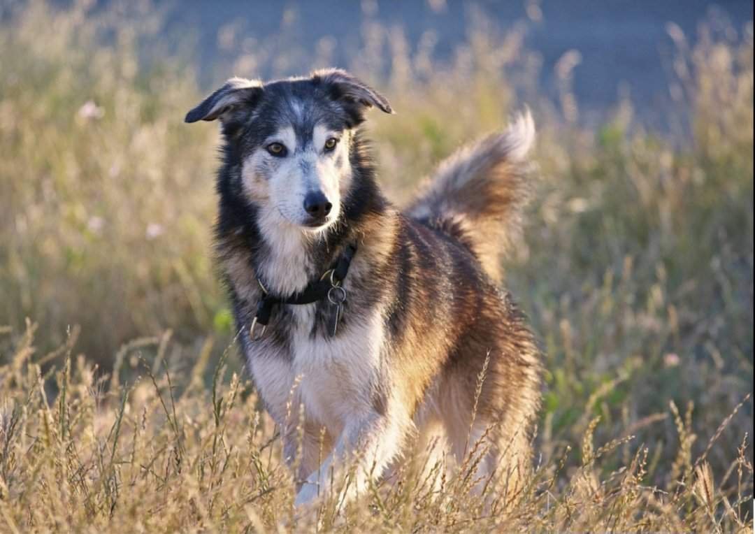 Беспородная собака дворняга