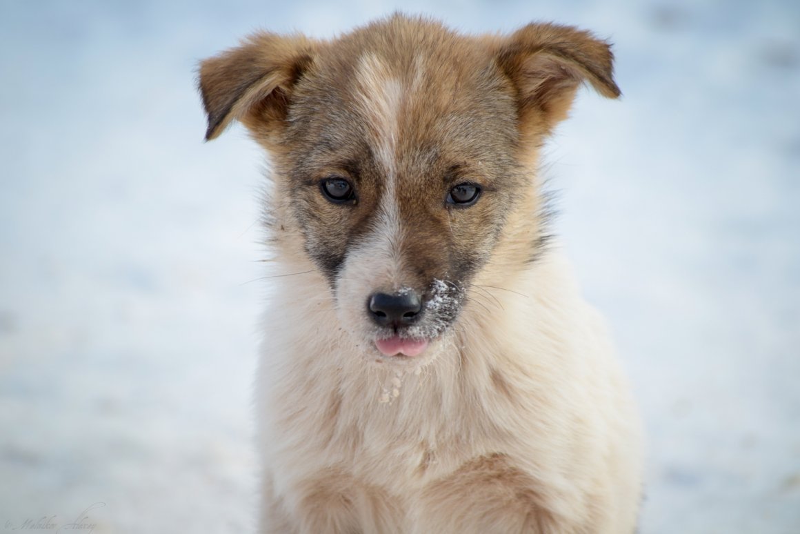 Сибирская дворняжка