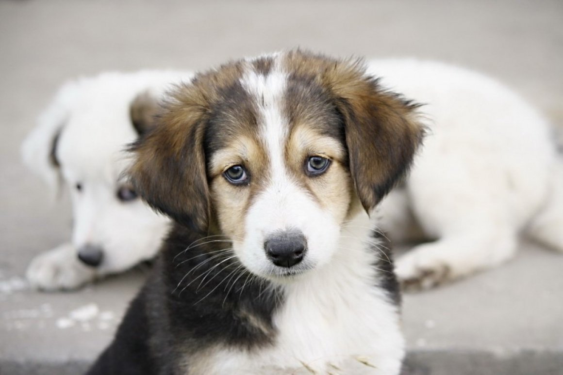 Красивые беспородные собаки