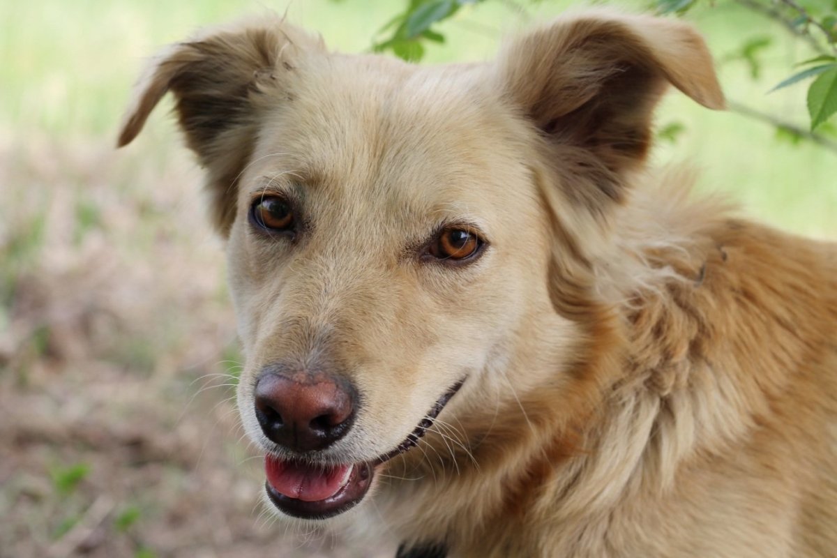 Беспородная собака дворняга