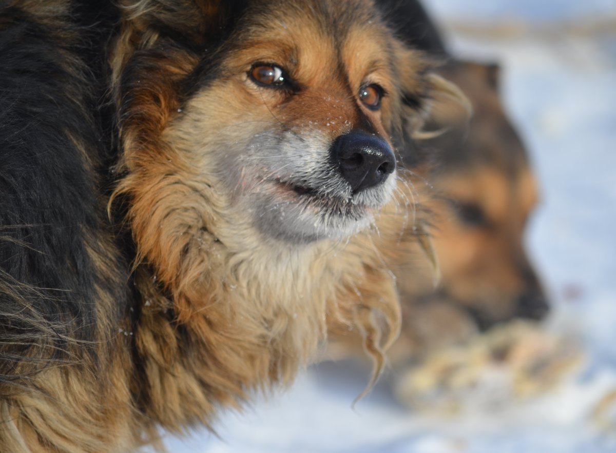 Пушистая дворняга