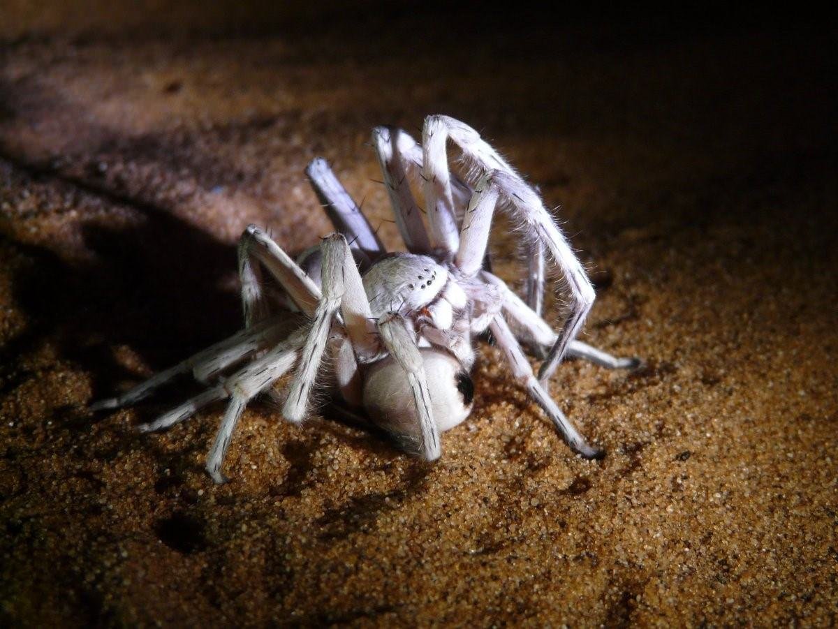 Паук альбинос мохнатый