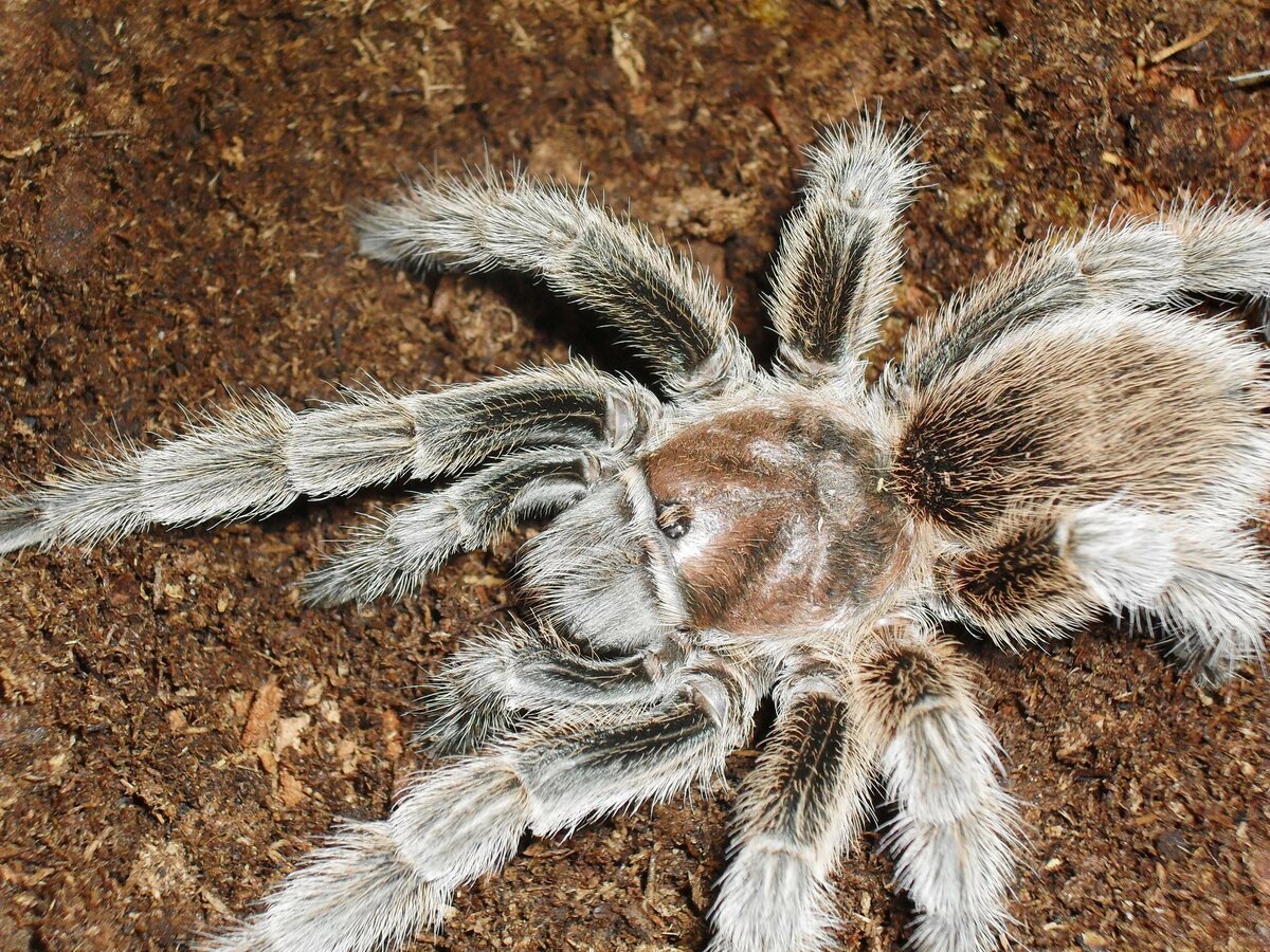 Паук Тарантул Крымский