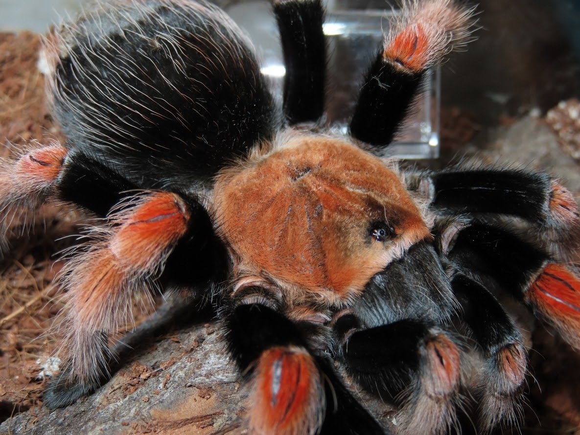 Brachypelma boehmei
