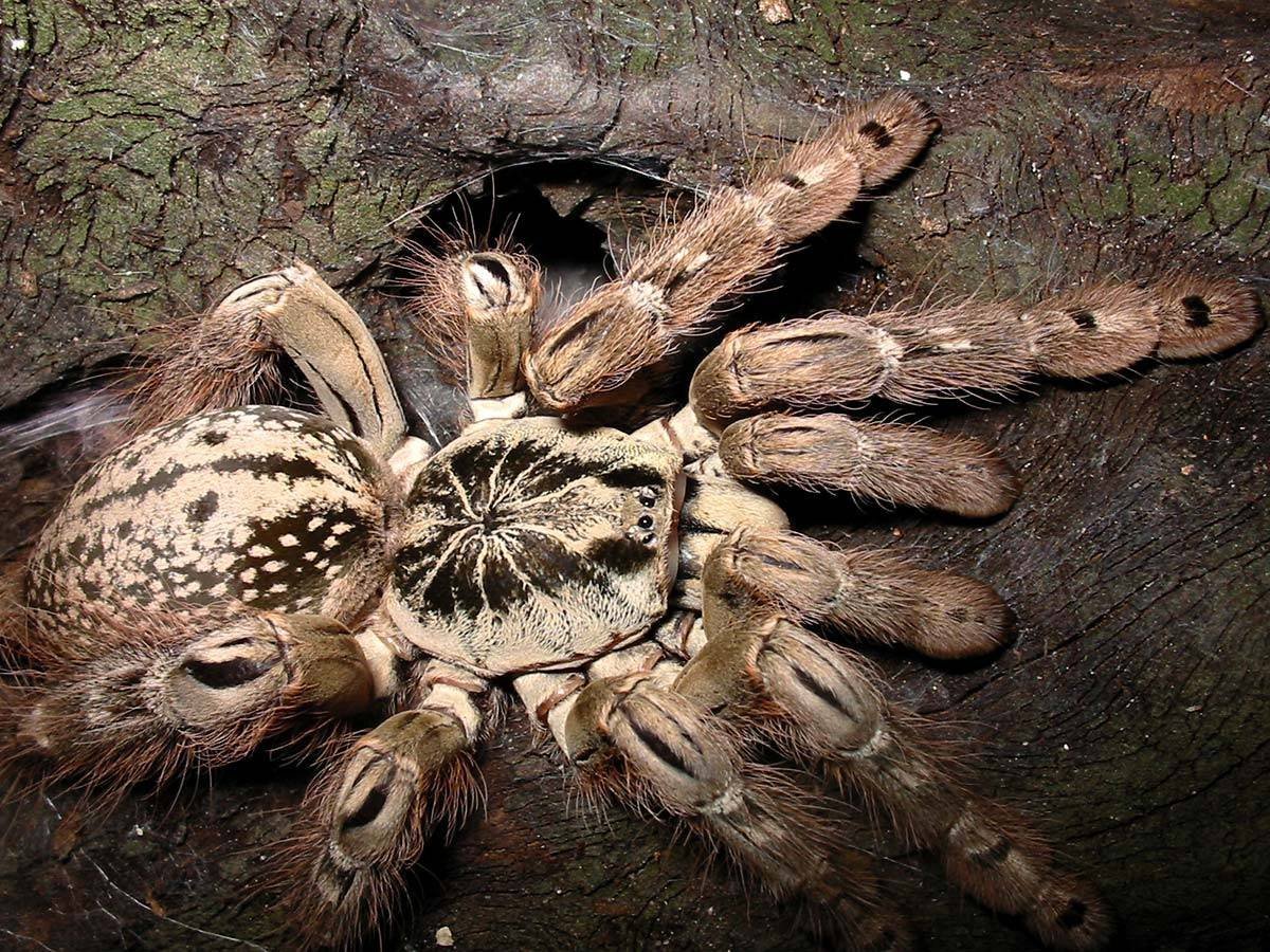 Тарантул Heteroscodra maculata