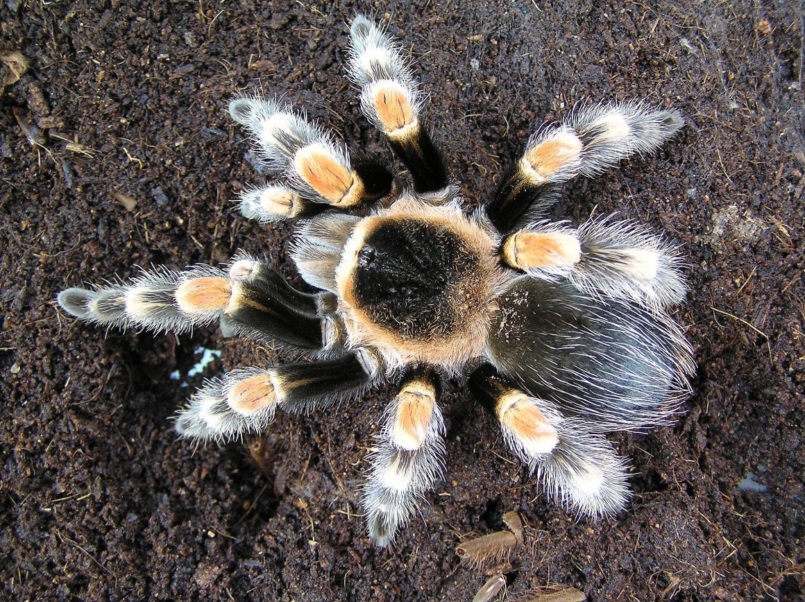 Паук Брахипельма Смити