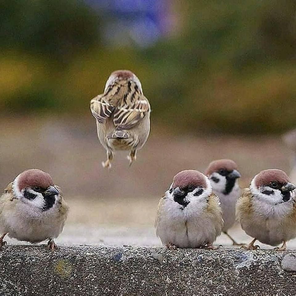 Маленький Воробей