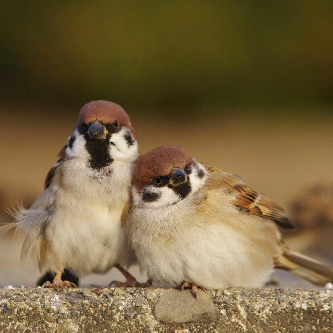 Милые воробьи